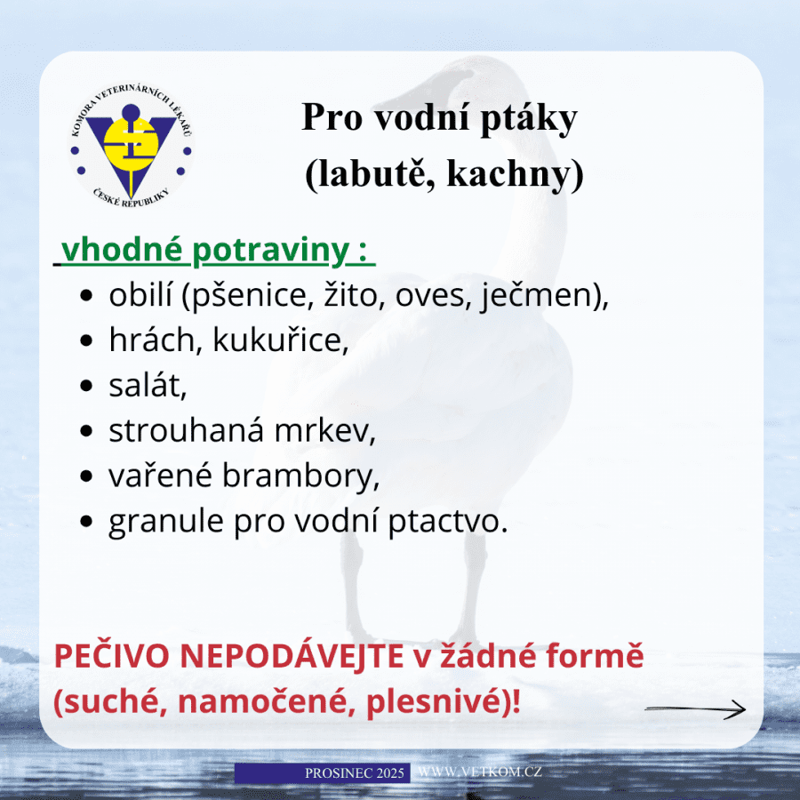 2025-12-08-05. čim krmit labute, kachny v zimě.png